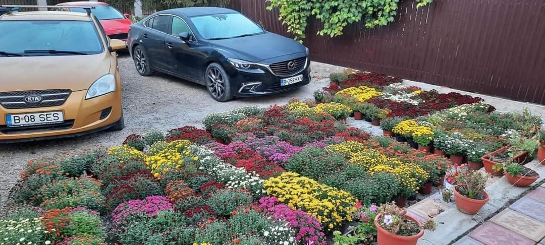 Pensiunea Happy Flowers Greci Exterior foto